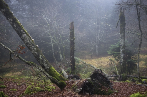 Frédéric-Demeuse-photography-primeval-forest-wald